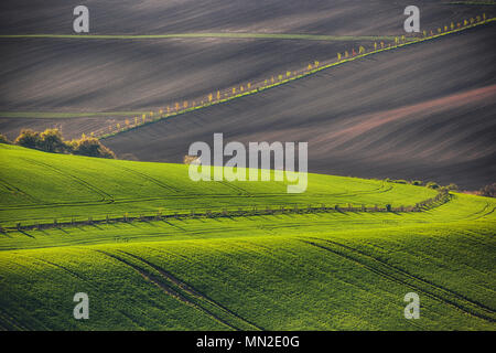 Sunset linee e forme d'onda con alberi in primavera Foto Stock