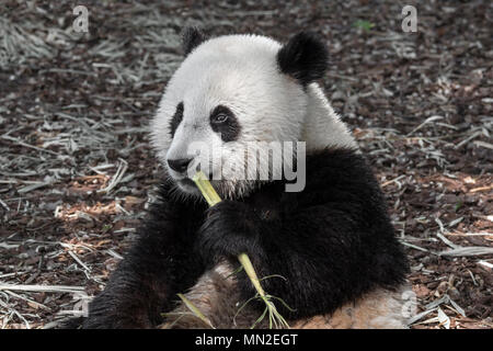 Giovani due anni panda gigante (Ailuropoda melanoleuca) cub di mangiare il bambù Foto Stock