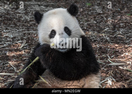 Giovani due anni panda gigante (Ailuropoda melanoleuca) cub di mangiare il bambù Foto Stock