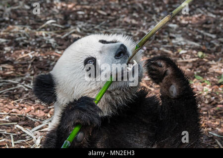 Giovani due anni panda gigante (Ailuropoda melanoleuca) cub di mangiare il bambù