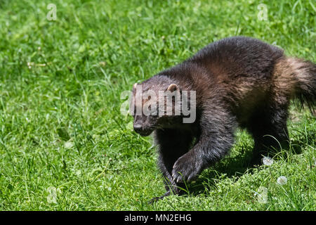 Wolverine (Gulo gulo) rovistando nella prateria Foto Stock