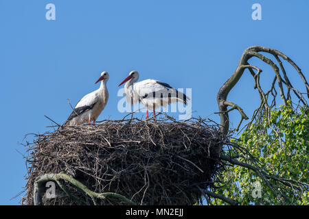 Cicogna bianca (Ciconia ciconia) giovane nidificazione sugli enormi nido nel tree top in primavera Foto Stock