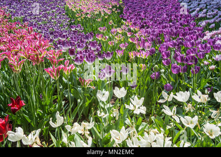 Aiuola con colorati tulipani (Tulipa) in fiore in primavera nel parco della città Foto Stock