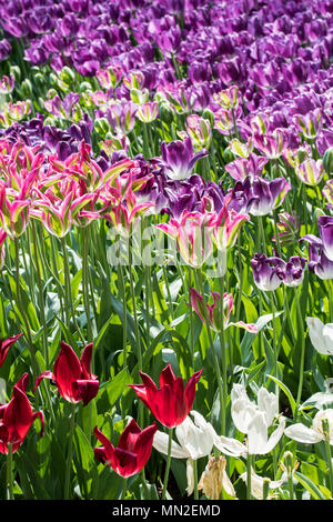 Aiuola con colorati tulipani (Tulipa) in fiore in primavera nel parco della città Foto Stock