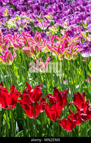 Aiuola con colorati tulipani (Tulipa) in fiore in primavera nel parco della città Foto Stock