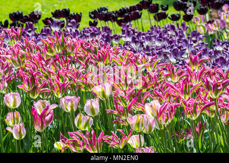 Aiuola con colorati tulipani (Tulipa) in fiore in primavera nel parco della città Foto Stock