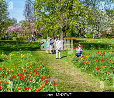 Britzer Garten, Neukölln, Berlino, Germania. 2018. Giardino con molla i bulbi, persone sul percorso tra alberi in fiore e giallo e arancio flusso tulip Foto Stock