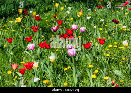 Britzer Garten, Neukölln, Berlino, Germania. 2018. Giardino con molla i bulbi, giallo, rosso e rosa e tulipani gialli di tarassaco in erba verde. Foto Stock