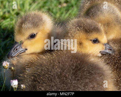 Due dei cinque Canada goslings adagiata sulle rive di un lago Foto Stock