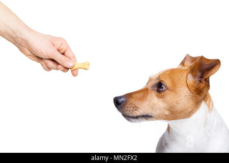 Fame jack russell cane , per un trattamento dal suo proprietario , isolato su sfondo bianco per un pasto o cibo Foto Stock