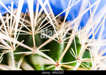 Macro shot astratta di lunghe e bianche torns di cactus verde su sfondo blu. Foto Stock