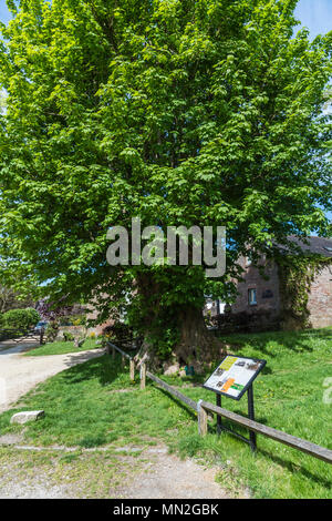 Panoramica generale degli operai agricoli martiri albero nel piccolo villaggio di Tolpuddle nel Dorset Foto Stock