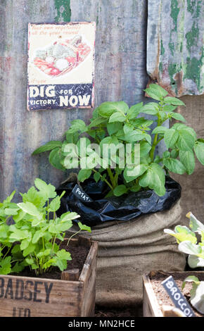 Dettaglio in 'DIG per la vittoria garden' ad RHS molla Malvern Flower Show. Foto Stock