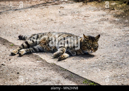 Sdraiato su una soleggiata domenica pomeriggio Foto Stock