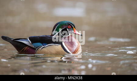 Anatra di legno Foto Stock