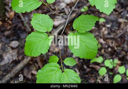 Dettaglio delle foglie verdi di un American amamelide impianto in una foresta. Foto Stock