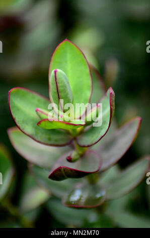 Hebe albicans rosse foglie di bordo Foto Stock