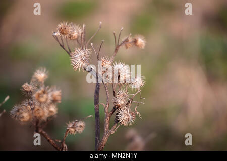 Spine a secco in primavera Foto Stock