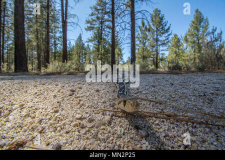 San Diego Gophersnake (Pituophis catenifer annectens) dalla Sierra Juarez, Baja California, Messico. Foto Stock