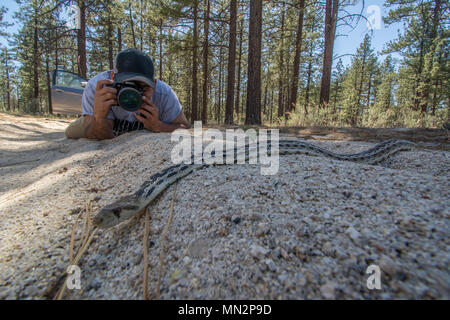 San Diego Gophersnake (Pituophis catenifer annectens) dalla Sierra Juarez, Baja California, Messico. Foto Stock