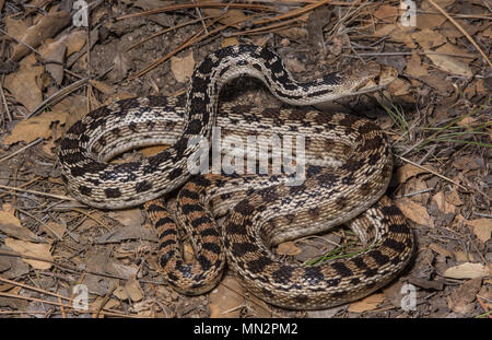 San Diego Gophersnake (Pituophis catenifer annectens) dalla Sierra Juarez, Baja California, Messico. Foto Stock