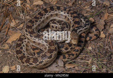 San Diego Gophersnake (Pituophis catenifer annectens) dalla Sierra Juarez, Baja California, Messico. Foto Stock