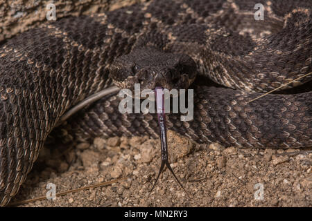 Oceano Pacifico meridionale Rattlesnake (Crotalus oreganus helleri) dalla Sierra Jurarez, Baja California, Messico. Foto Stock