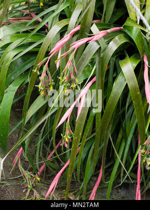 Giallo e verde e fiori emergono dal rosa delle brattee della fioritura estiva, semi-hardy bromeliad, Billbergia nutans Foto Stock