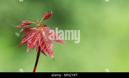 Giovani foglie di acero giapponese. Acer palmatum. Rosso-leafed cultivar di close-up. Poco lussureggianti alberi ornamentali. Il fogliame fresco sul ramo. Messa a fuoco selettiva. Foto Stock
