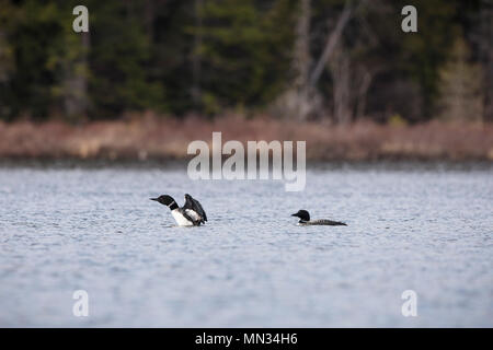 MAYNOOTH, Ontario, Canada - 11 Maggio 2018: Loons comune (Gavia immer), parte della famiglia Gaviidae nuotare in un lago Ontario. ( Ryan Carter ) Foto Stock