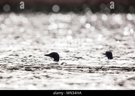 MAYNOOTH, Ontario, Canada - 11 Maggio 2018: Loons comune (Gavia immer), parte della famiglia Gaviidae nuotare in un lago Ontario. ( Ryan Carter ) Foto Stock