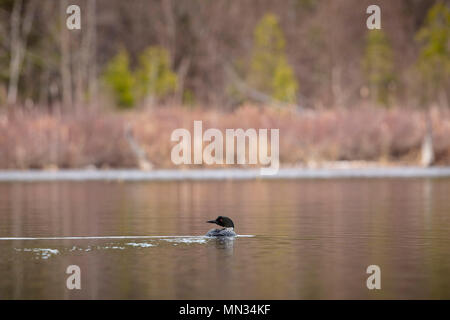 MAYNOOTH, Ontario, Canada - 11 Maggio 2018: un comune Loon (Gavia immer), parte della famiglia Gaviidae nuota in un lago Ontario. ( Ryan Carter ) Foto Stock