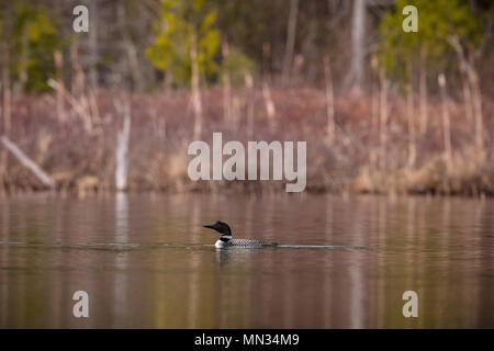 MAYNOOTH, Ontario, Canada - 11 Maggio 2018: un comune Loon (Gavia immer), parte della famiglia Gaviidae nuota in un lago Ontario. ( Ryan Carter ) Foto Stock