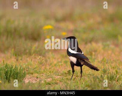 Bella Eurasian gazza, Europeo gazza, gazza si appollaia nel campo. Foto Stock