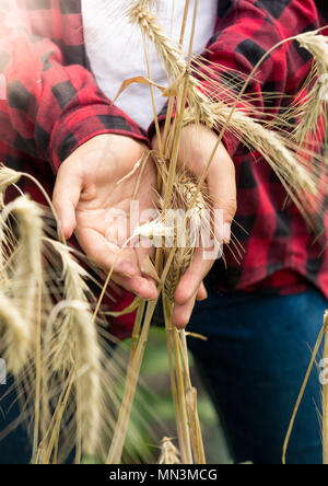 Primo piano della donna l'agricoltore che detiene il grano maturo in mani Foto Stock