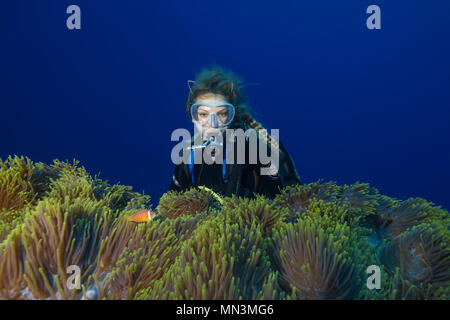 Femmina scuba diver si affaccia sulla grande bellissimo anemone - magnifico mare (Anemone Heteractis magnifica) Foto Stock