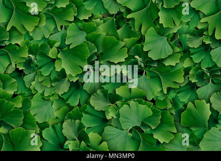 Il Ginkgo Biloba foglia come sfondo una medicina di erbe concetto e fitoterapia naturale farmaco simbolo per la guarigione. Foto Stock