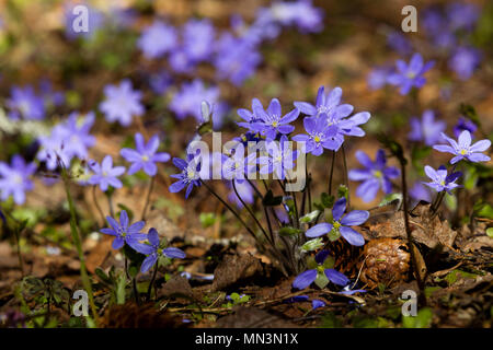 Fiori di Bosco di violette nella foresta di primavera sono illuminate dalla luce del sole, la fotografia macro Foto Stock
