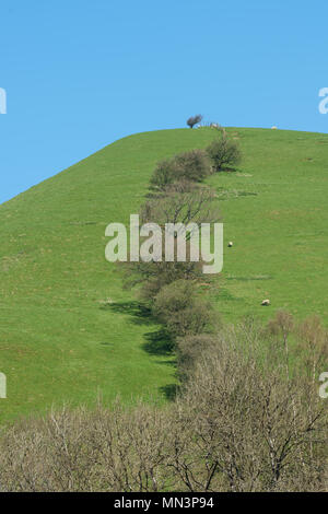 Welsh hillside meandro di siepe e pecora su un luminoso inizio giornata di primavera Foto Stock