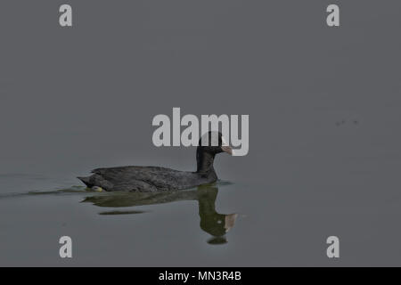 Comune folaga (fulica atra) nuotare nel lago. Foto Stock