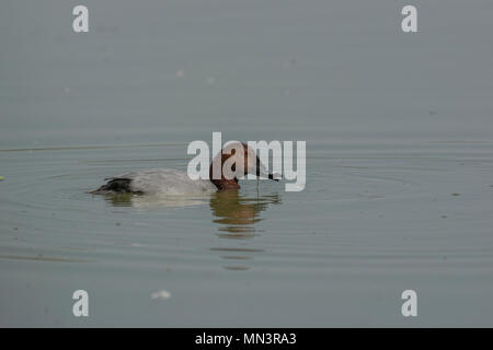 Pochard comune (Aythya ferina) è di medie dimensioni con Anatra di immersioni. Foto Stock