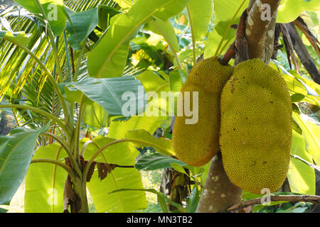 Mature jackfruits (Artocarpus heterophyllus) su un albero di jack noto anche come fenne, jakfruit, o talvolta semplicemente il martinetto o jak. Foto Stock