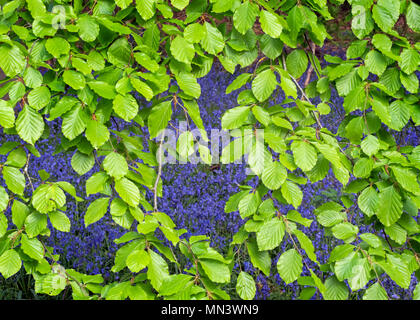 Bluebells Hyacinthoides non scriptus e foglie di faggio Foto Stock