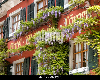 Facciate di case, Wisteria sinensis, Blauregen, downtown Meersburg sul Lago di Costanza, Baden-Würtemberg, Germania Foto Stock