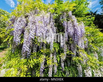 Blauregen, cinese il glicine, giardino "Heilpflanzengarten', Celle, Germania Foto Stock