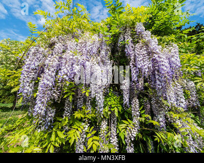 Blauregen, cinese il glicine, giardino "Heilpflanzengarten', Celle, Germania Foto Stock