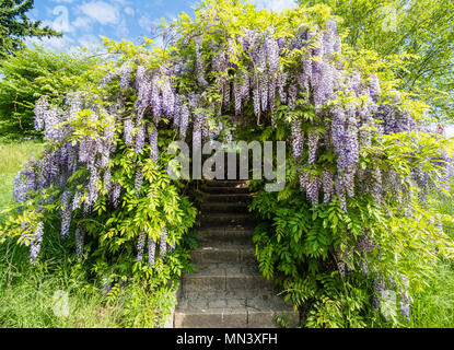 Blauregen, cinese il glicine, giardino "Heilpflanzengarten', Celle, Germania Foto Stock