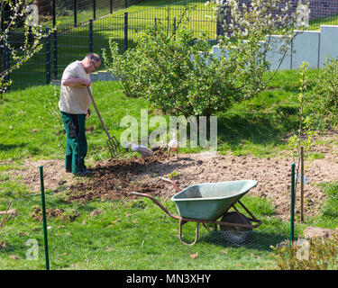 L'uomo scavando nel giardino Foto Stock