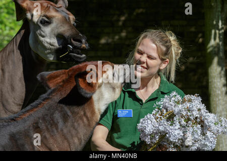 ZSL London Zoo di Londra, 14 maggio 2018. Meghan, il giovane okapi, con la sua mamma Oni e custode di Gemma Metcalf, è dato un trattamento regale per celebrare il prossimo Royal Wedding - un bouquet di prodotti commestibili fiori viola al rivale il suo omonimo, Meghan Markle. La cinque-mese-vecchio, che è stato chiamato dopo Meghan per commemorare la coppia reale impegno, è dato il gustoso blumi prima del grande giorno - in modo né Meghan ha per condividere i riflettori. Credito: Imageplotter News e sport/Alamy Live News Foto Stock