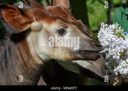 ZSL London Zoo di Londra, 14 maggio 2018. Meghan, il giovane okapi, con la sua mamma Oni e custode di Gemma Metcalf, è dato un trattamento regale per celebrare il prossimo Royal Wedding - un bouquet di prodotti commestibili fiori viola al rivale il suo omonimo, Meghan Markle. La cinque-mese-vecchio, che è stato chiamato dopo Meghan per commemorare la coppia reale impegno, è dato il gustoso blumi prima del grande giorno - in modo né Meghan ha per condividere i riflettori. Credito: Imageplotter News e sport/Alamy Live News Foto Stock